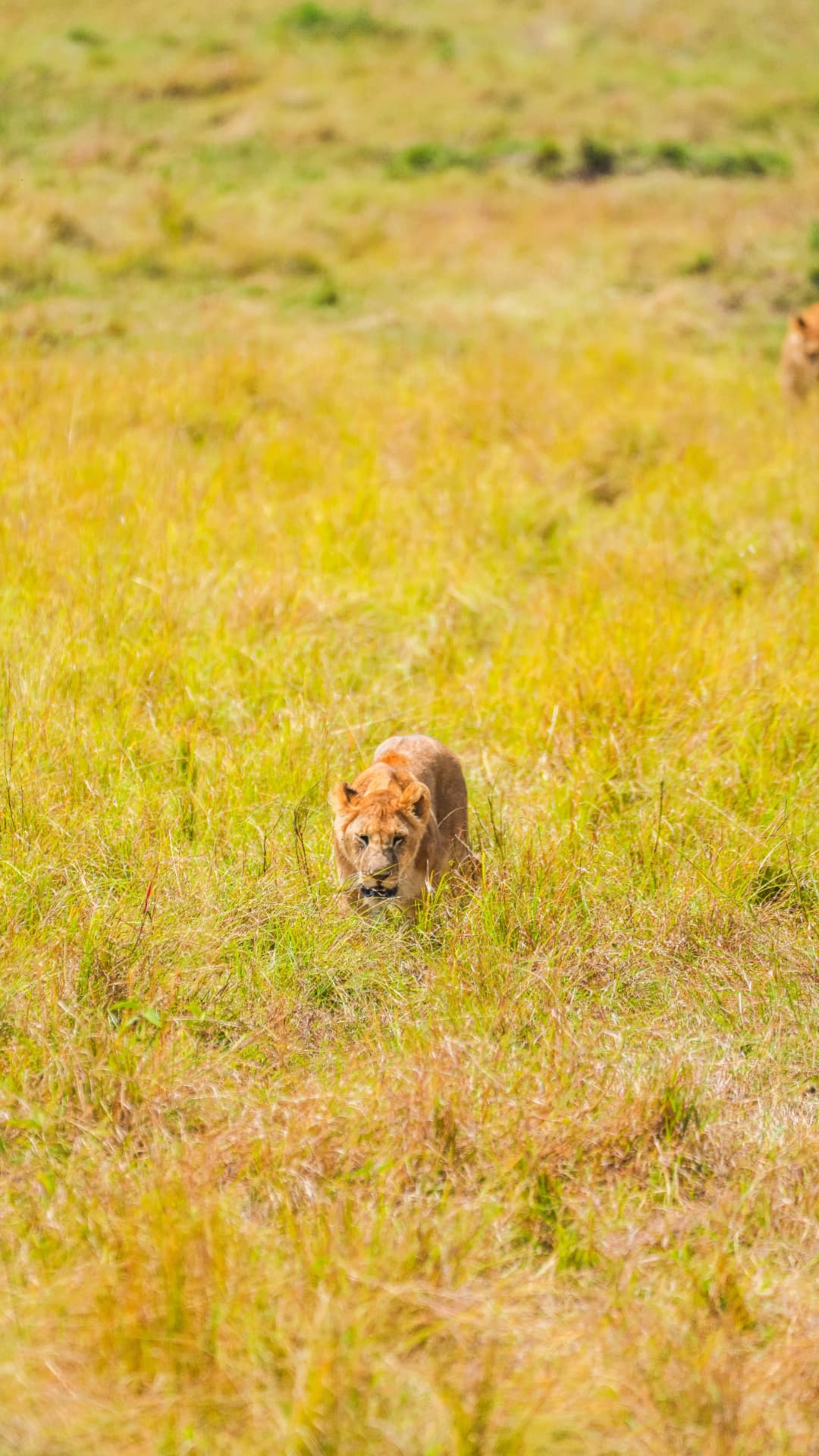 A lioness moving through African grassland